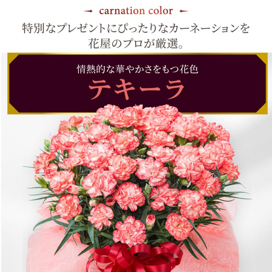 母の日 プレゼント 2026 花 カーネーション テキーラ 鉢植え 5号 ギフト 選べる特典付き 吉本花城園 送料無料 | 吉本花城園 | 03