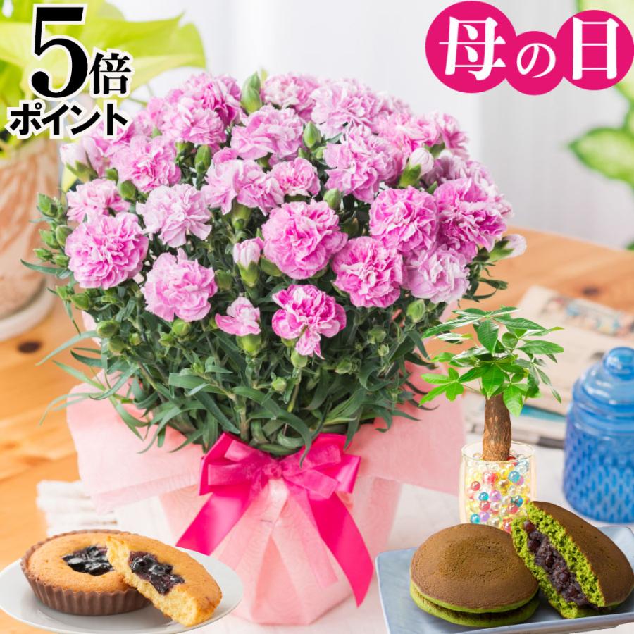 母の日 プレゼント 2026 花 カーネーション ファンシーバイオレット 鉢植え 5号 ギフト 吉本花城園 送料無料 | 吉本花城園