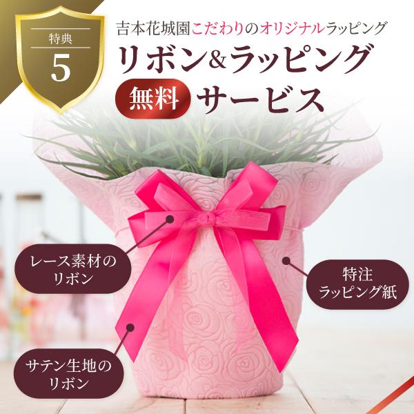母の日 プレゼント 2026 花 カーネーション ファンシーバイオレット 鉢植え 5号 ギフト 吉本花城園 送料無料 | 吉本花城園 | 11