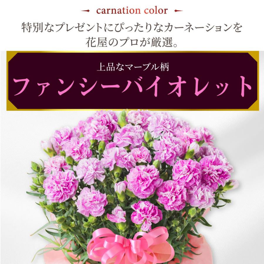 母の日 プレゼント 2026 花 カーネーション ファンシーバイオレット 鉢植え 5号 ギフト 吉本花城園 送料無料 | 吉本花城園 | 03