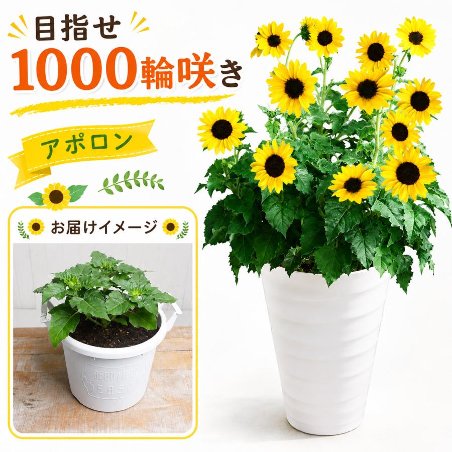 吉本花城園 長くたくさん咲く ひまわり アポロン 鉢植え 向日葵