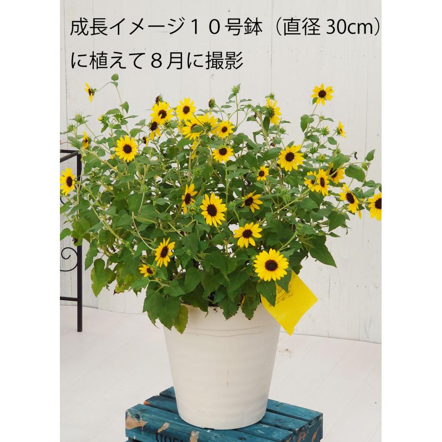 吉本花城園 長くたくさん咲く ひまわり アポロン 鉢植え 向日葵