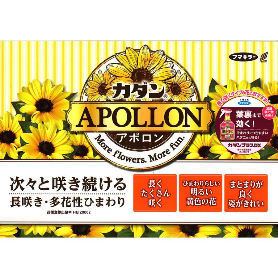 吉本花城園 ひまわり アポロン 鉢植え 向日葵 ヒマワリ 苗 長 吉本花城園 ひまわり アポロン 鉢植え 向日葵 ヒマワリ 苗 長