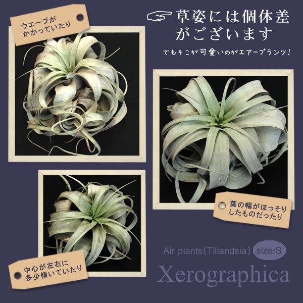 吉本花城園 キセログラフィカ Sサイズ 観葉 おしゃれ グリーン エア