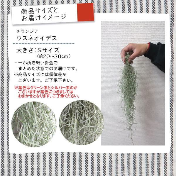 吉本花城園 観葉植物 エアープランツ 吊り下げ ウスネオイデス Sサイズ