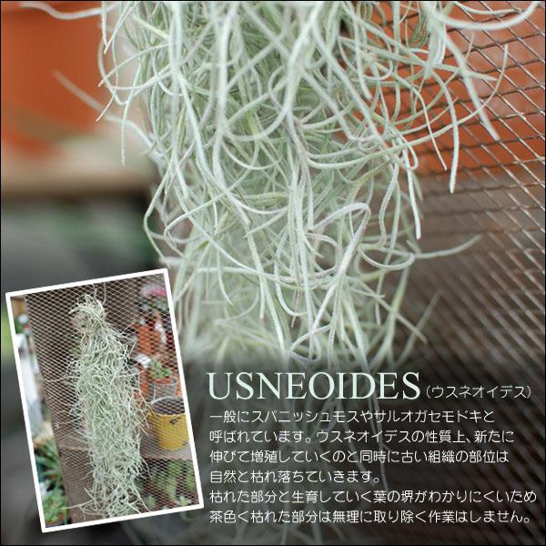 吉本花城園 爆買 観葉植物 エアープランツ 吊り下げ ウスネオイデス S