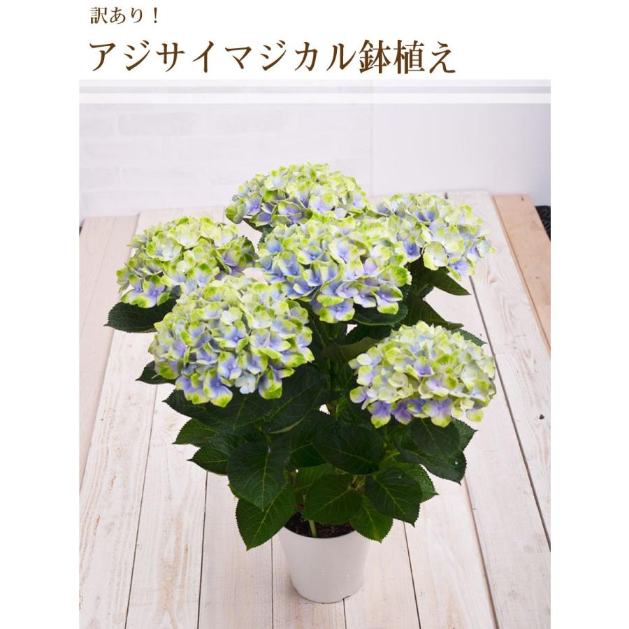 吉本花城園 訳ありクーポン利用で1000円OFF！ 6月15日まで、アジサイ