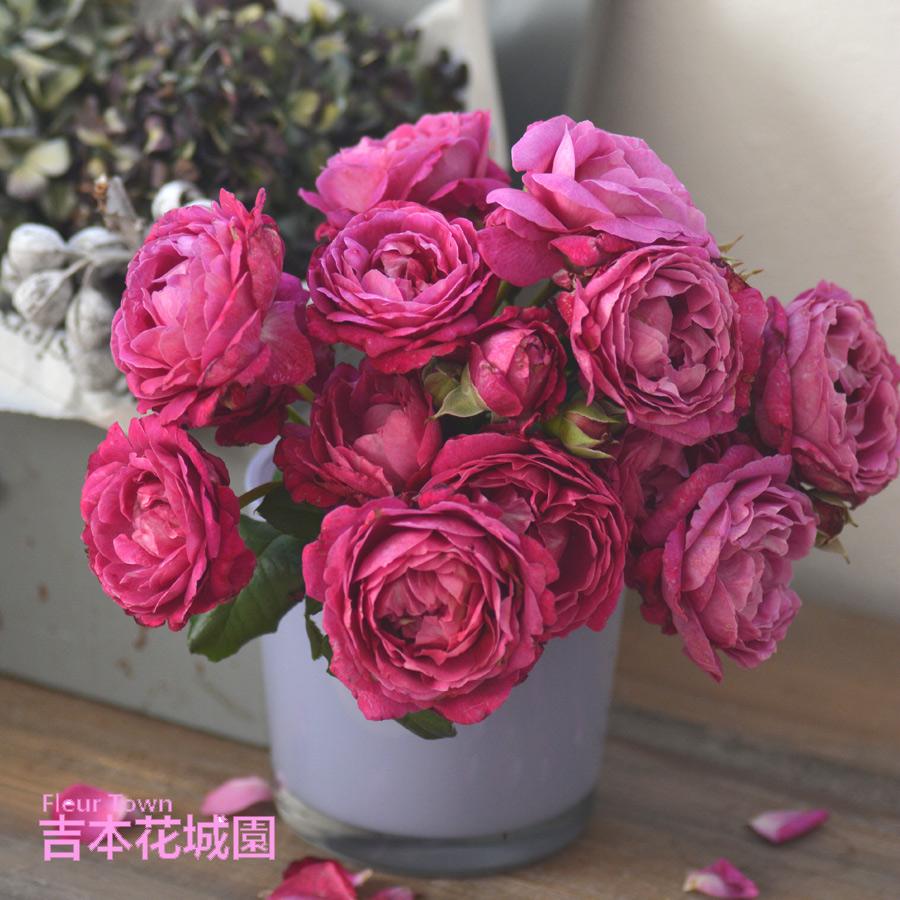 【紺碧★合わせ購入お値引きあり】新品★ピンクの薔薇綿100%シングル３点 吉本花城園 特選 バラ苗 セント・オブ・ウーマン バルニ 四季咲き