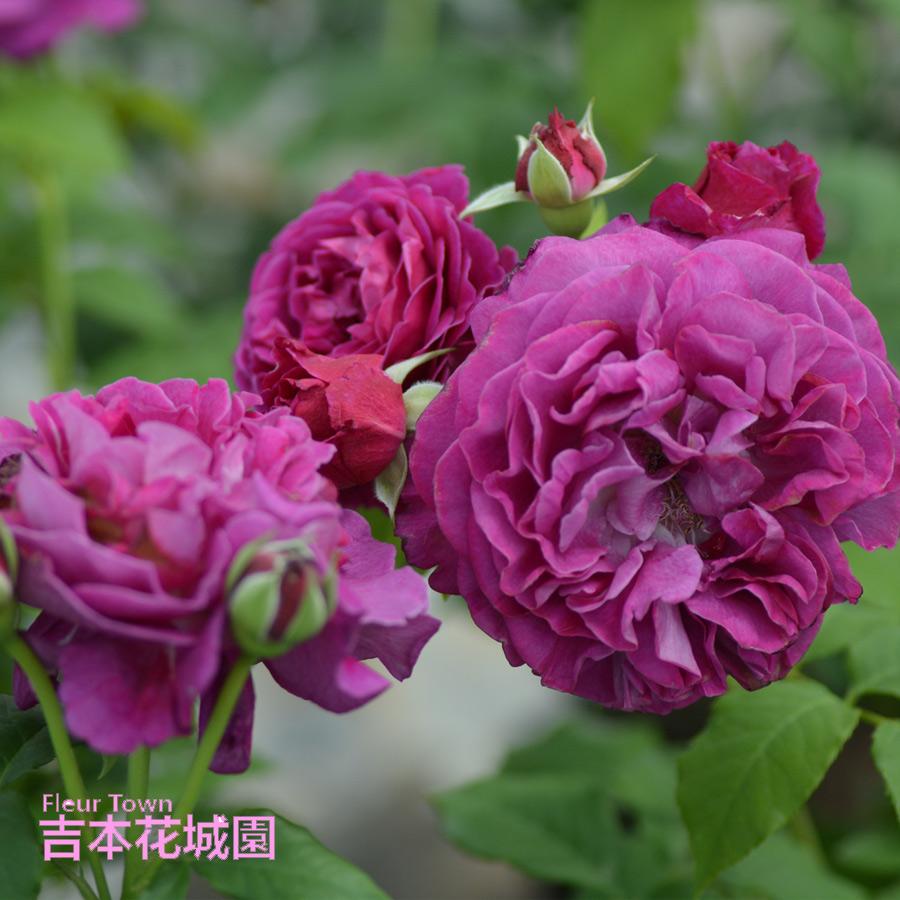 吉本花城園 特選 バラ苗 セント・オブ・ウーマン バルニ 四季咲き