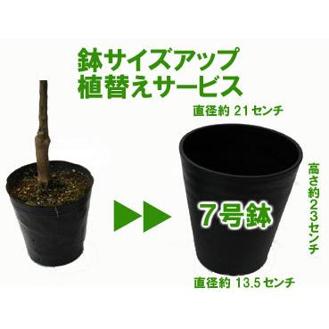 吉本花城園 ブルーベリー専用 7号鉢 に植えてお届け 鉢色おまかせ黒 