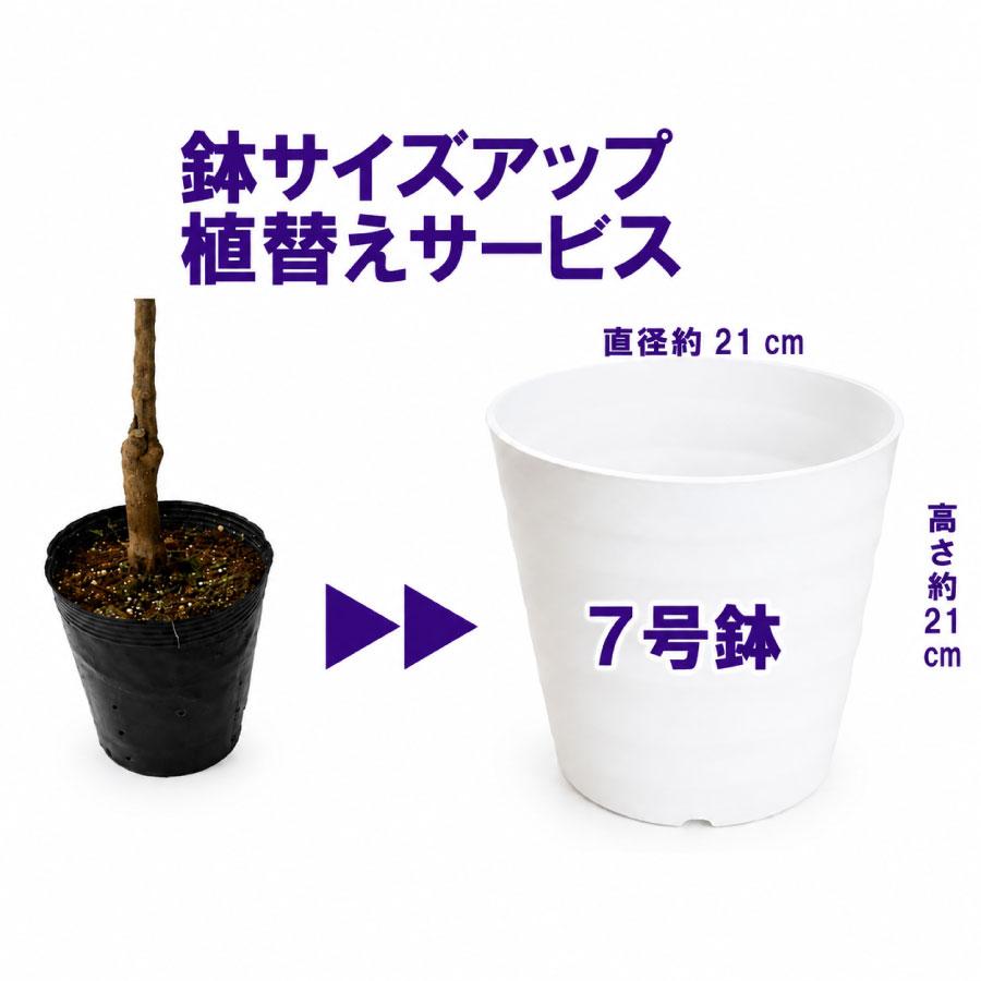 吉本花城園 ブルーベリー専用 7号鉢に植え替えてお届け 鉢色 ホワイト