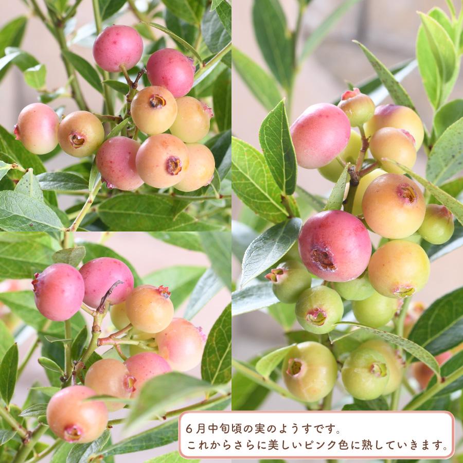 ブルーベリー　ピンクレモネード　特大株　８寸植　果樹苗木　果実苗木　果樹苗　7 ブルーベリー ピンクレモネード 特大株 8寸植 果樹苗木 果実苗木 果樹