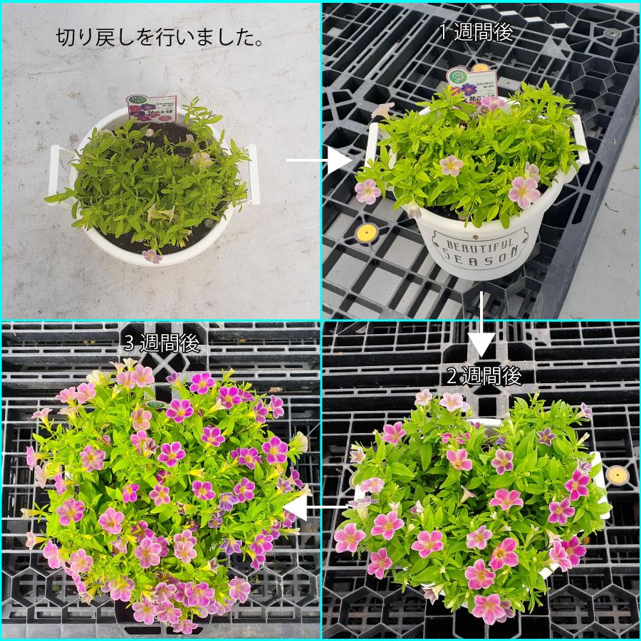 吉本花城園 【予約品 7月上旬から順次発送】春から秋まで楽しめる