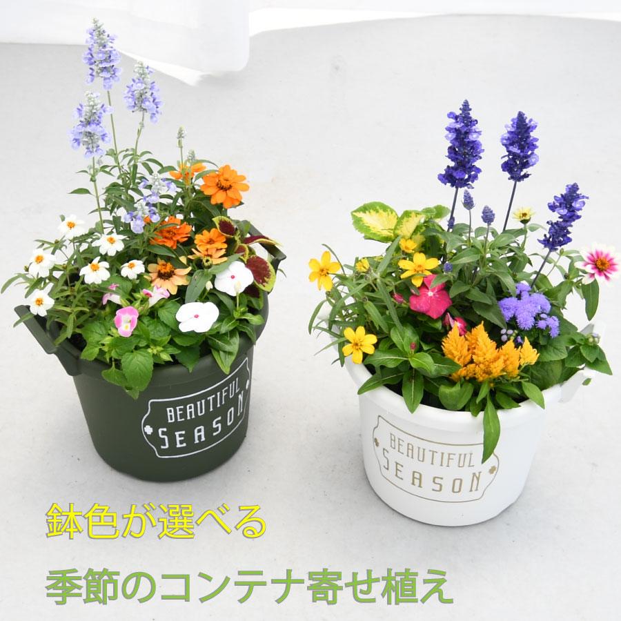 吉本花城園 【9月上旬に順次発送】夏のおまかせコンテナ寄せ植え 鉢色
