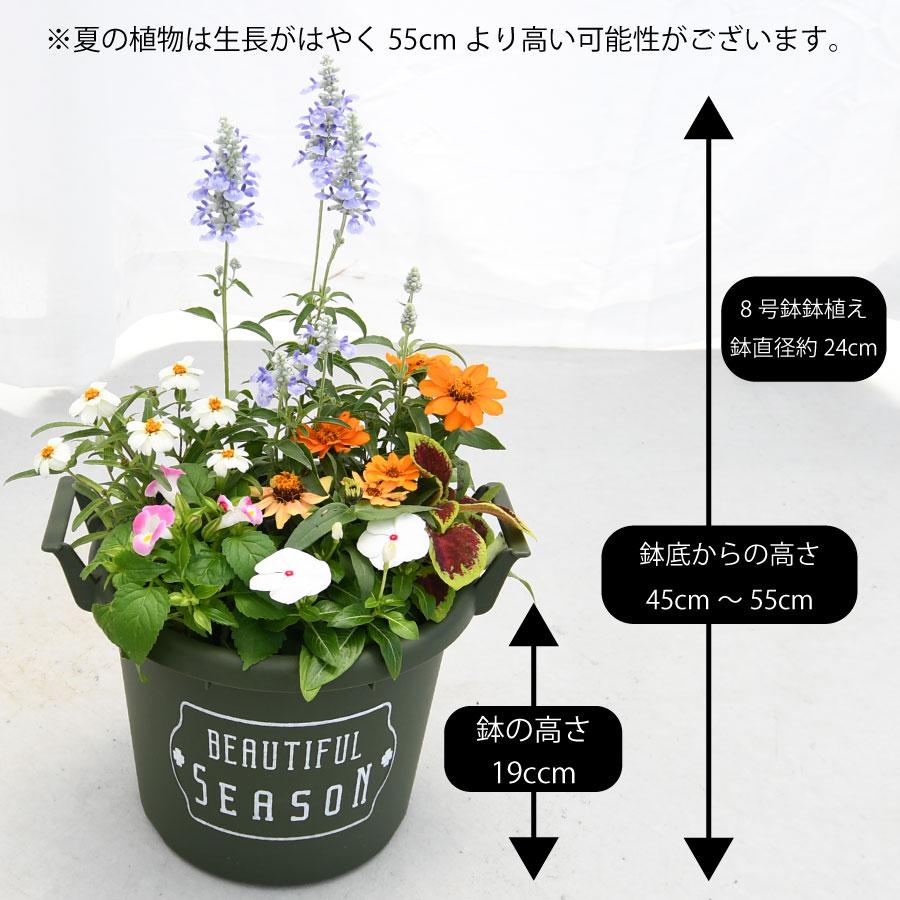 吉本花城園 爆買 【9月上旬に順次発送】夏のおまかせコンテナ寄せ植え