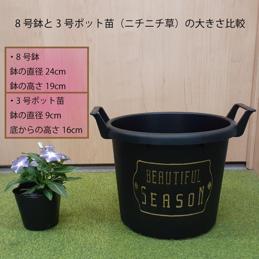 吉本花城園 【9月上旬に順次発送】夏のおまかせコンテナ寄せ植え 鉢色