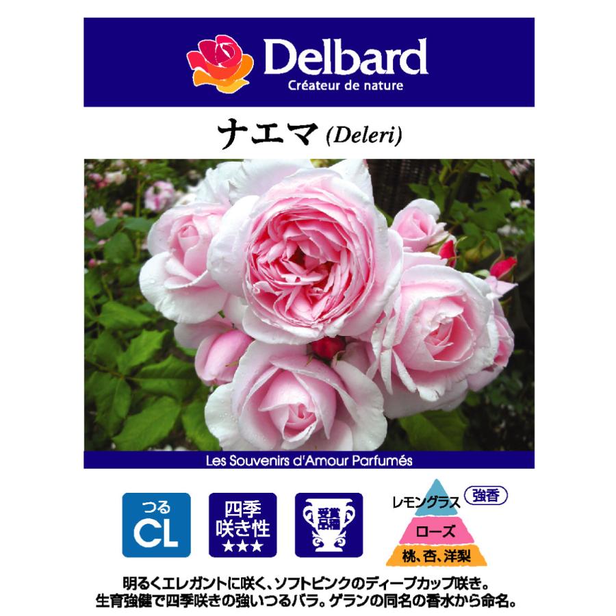 吉本花城園 特選 バラ苗 ナエマ デルバール 四季咲き ソフトピンク