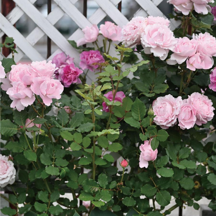 吉本花城園 特選 バラ苗 ソフィー・ロシャス ソフィーロシャス