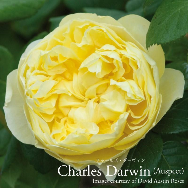 ご予約品 11月末よりお届け バラ苗 イングリッシュローズ 大苗 チャールズダーヴィン ｅｒ専用角鉢植え 7号 マスタードイエロー Er019y Fleurtown吉本花城園 通販 Yahoo ショッピング