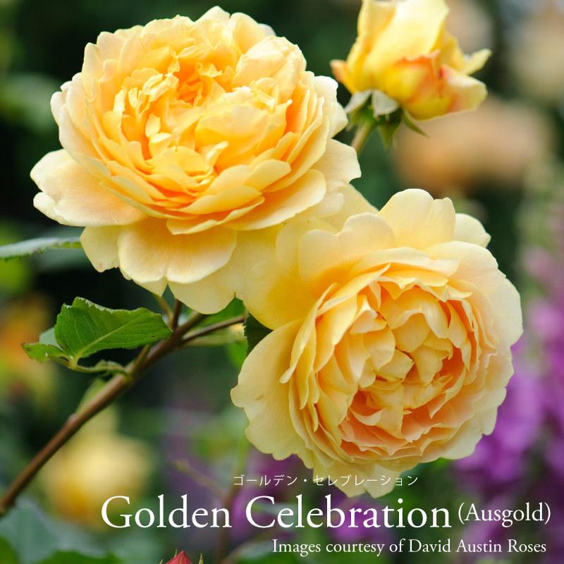 吉本花城園 バラ苗 イングリッシュローズ大苗 ゴールデンセレブ 吉本花城園 バラ苗 イングリッシュローズ大苗 ゴールデンセレブ