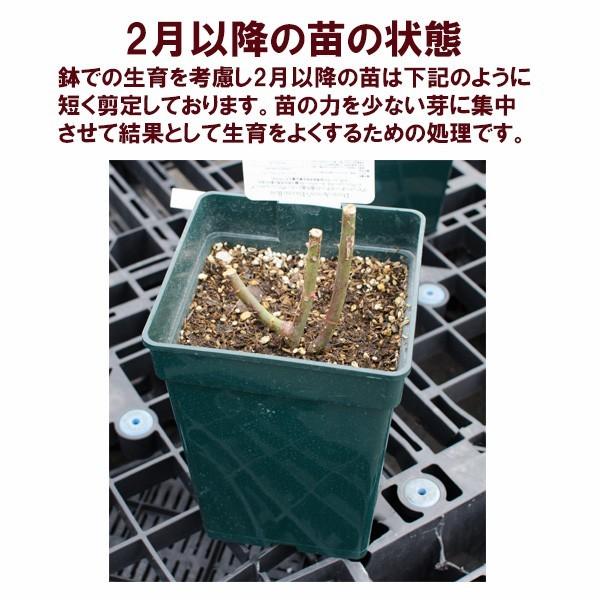 吉本花城園 バラ苗 イングリッシュローズ大苗 ムンステッド・ウッド