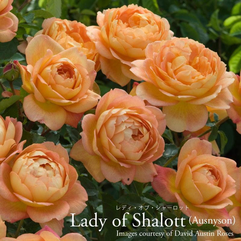 吉本花城園 バラ苗 イングリッシュローズ大苗 レディオブシャーロット