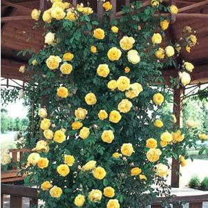 ご予約品 11月末よりお届け バラ苗 イングリッシュローズ 大苗 グラハムトーマス ｅｒ専用角鉢植え 7号 リッチイエロー Er9h Fleurtown吉本花城園 通販 Yahoo ショッピング