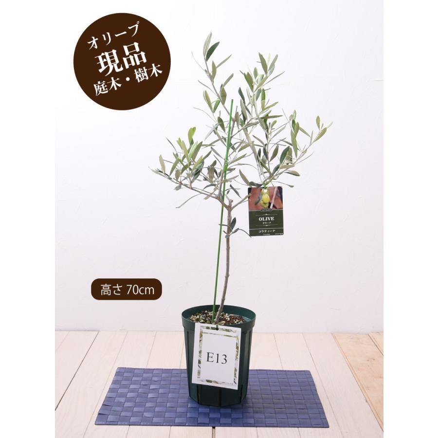マーケット 現品 オリーブの木 苗木 品種 コラティーナ 鉢植え 庭木 ５号鉢 販売 観葉植物 おしゃれな 樹木 洋風の家に合う