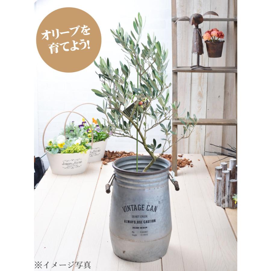 今だけ限定15 Offクーポン発行中 現品 オリーブの木 苗木 品種 ルッカ 鉢植え 庭木 ５号鉢 販売 観葉植物 おしゃれな 樹木 洋風の家に合う