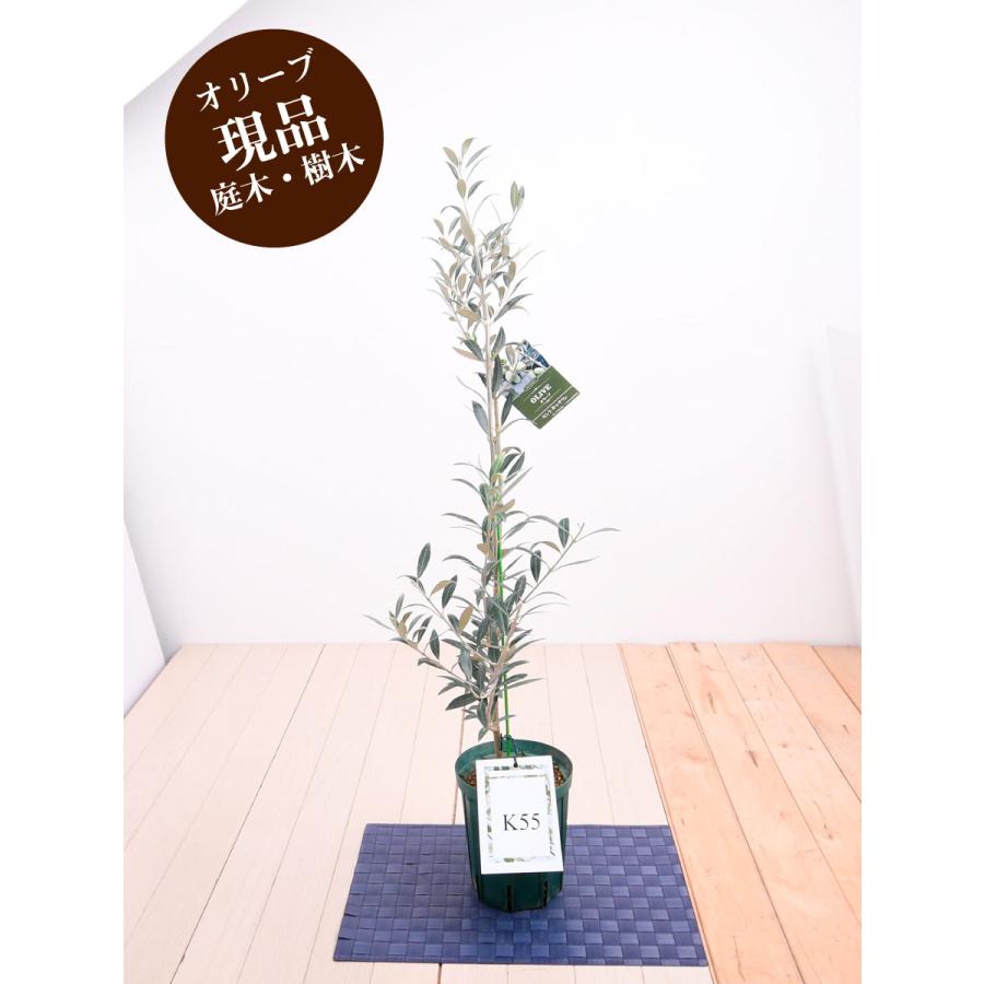 現品 オリーブの木 苗木 品種  セントキャサリン 鉢植え 庭木 ５号鉢 販売 観葉植物 おしゃれな 樹木 洋風の家に合う｜kajoen｜14