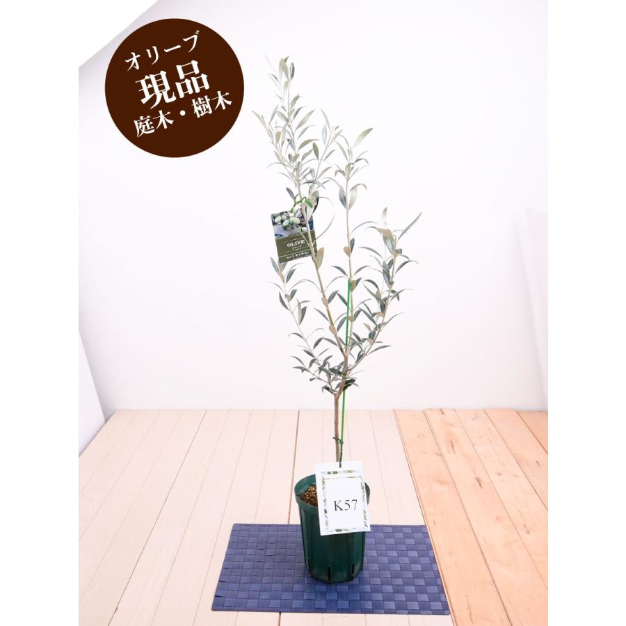 現品 オリーブの木 苗木 品種  セントキャサリン 鉢植え 庭木 ５号鉢 販売 観葉植物 おしゃれな 樹木 洋風の家に合う｜kajoen｜16