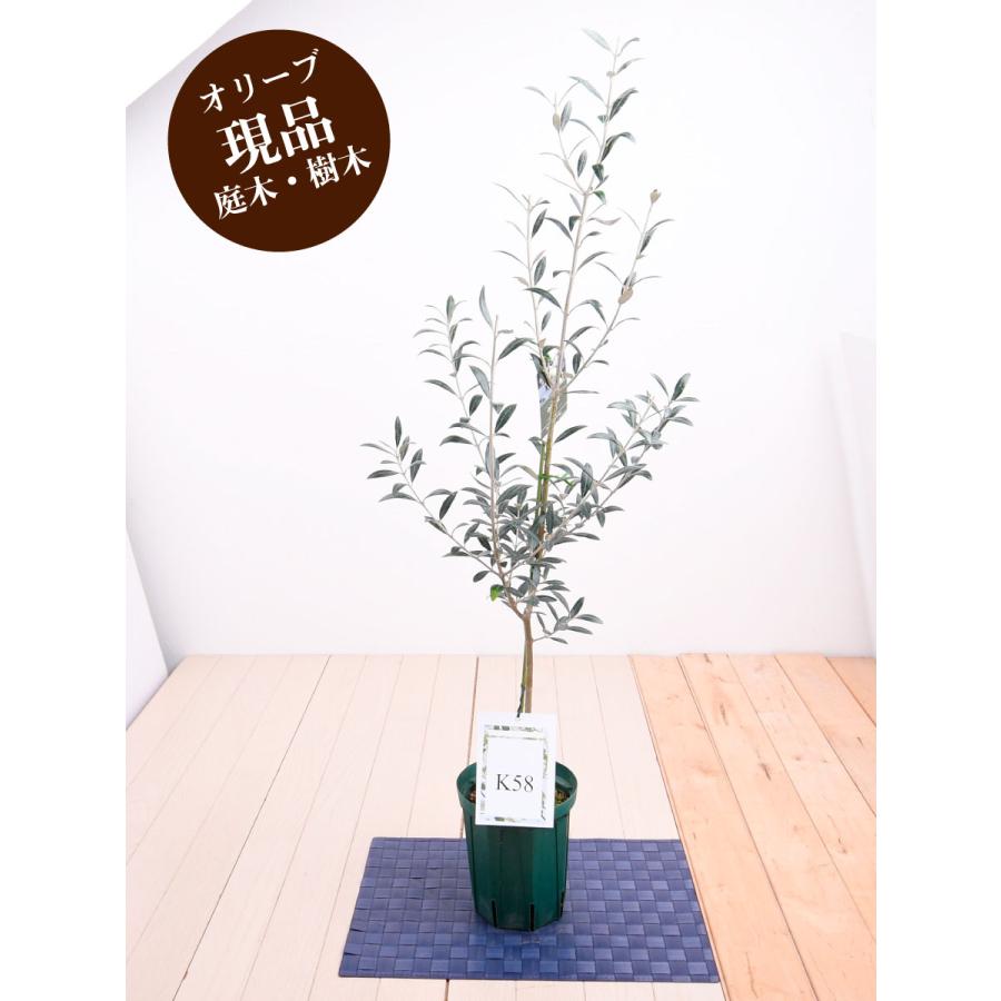 現品 オリーブの木 苗木 品種  セントキャサリン 鉢植え 庭木 ５号鉢 販売 観葉植物 おしゃれな 樹木 洋風の家に合う｜kajoen｜17