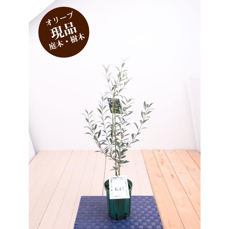 現品 オリーブの木 苗木 品種  セントキャサリン 鉢植え 庭木 ５号鉢 販売 観葉植物 おしゃれな 樹木 洋風の家に合う｜kajoen｜06