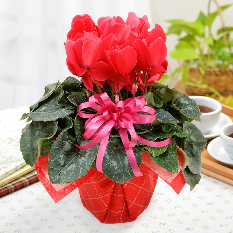 花 ギフト 誕生日 プレゼント 記念日 季節の鉢植え シクラメン 5号鉢花 赤 ピンク おまかせ ラッピング メッセージカード 対応 フラワーギフト | 吉本花城園