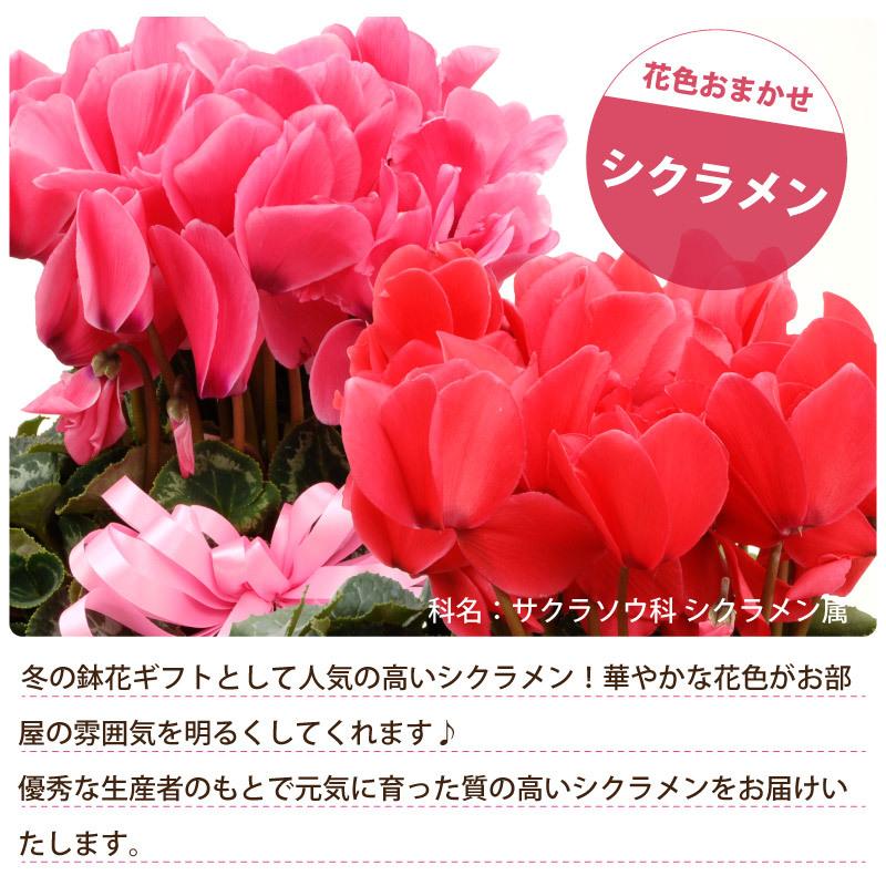 花 ギフト 誕生日 プレゼント 記念日 季節の鉢植え シクラメン 5号鉢花 赤 ピンク おまかせ ラッピング メッセージカード 対応 フラワーギフト | 吉本花城園 | 01