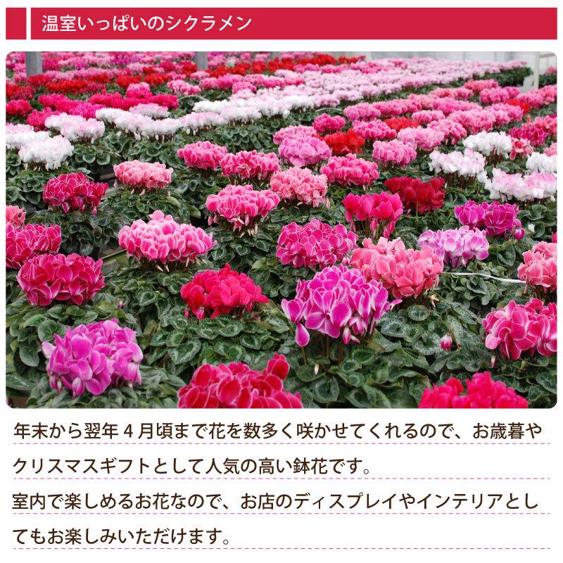 花 ギフト 誕生日 プレゼント 記念日 季節の鉢植え シクラメン 5号鉢花 赤 ピンク おまかせ ラッピング メッセージカード 対応 フラワーギフト | 吉本花城園 | 02