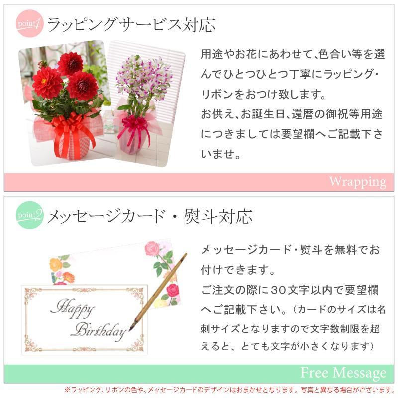 花 ギフト 誕生日 プレゼント 記念日 季節の鉢植え シクラメン 5号鉢花 赤 ピンク おまかせ ラッピング メッセージカード 対応 フラワーギフト | 吉本花城園 | 04