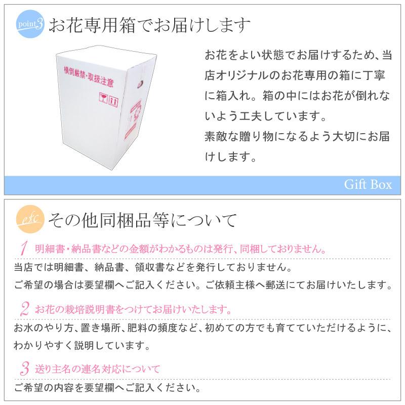 花 ギフト 誕生日 プレゼント 記念日 季節の鉢植え シクラメン 5号鉢花 赤 ピンク おまかせ ラッピング メッセージカード 対応 フラワーギフト | 吉本花城園 | 05