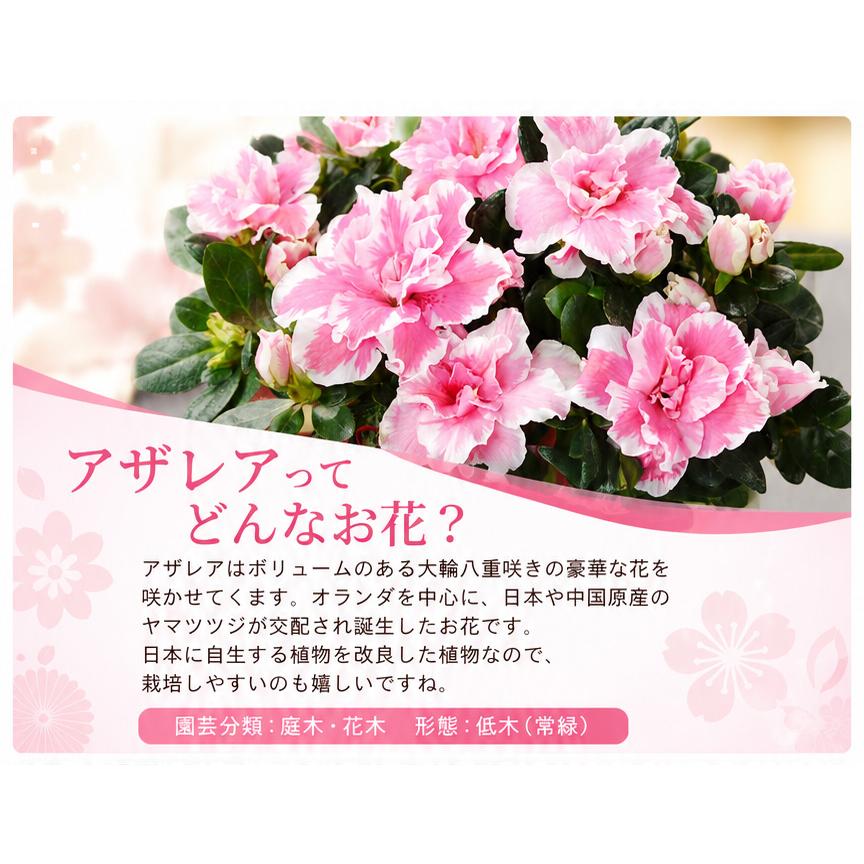 吉本花城園 爆買 敬老の日 花 プレゼント ギフト アザレア 鉢花 鉢植え