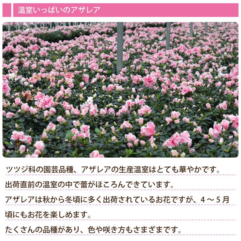花 ギフト 誕生日 プレゼント 記念日 季節の鉢植え アザレア 5号鉢花 ラッピング メッセージカード 対応 フラワーギフト Gift Azarea Fleurtown吉本花城園 通販 Yahoo ショッピング