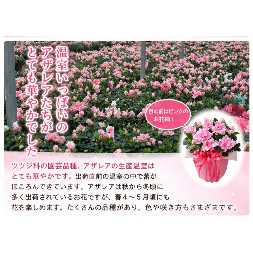 春花園ニ十周年記念鉢りんか(赤) 春花園ニ十周年記念鉢りんか(赤) 吉本花城園 敬老の日 花