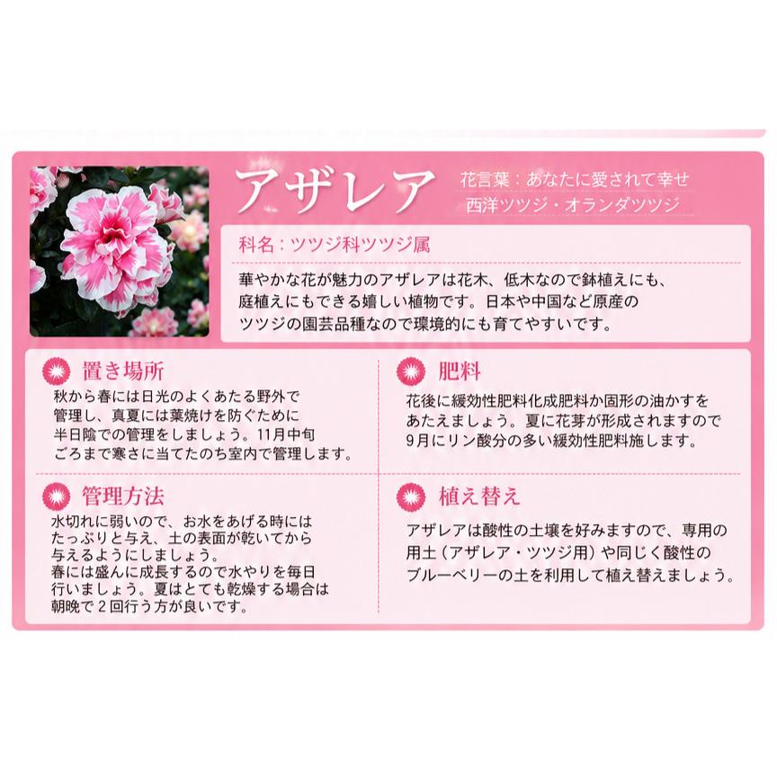 花＊花となっております 吉本花城園 敬老の日 花 プレゼント ギフト アザレア 鉢花 鉢植え 生花