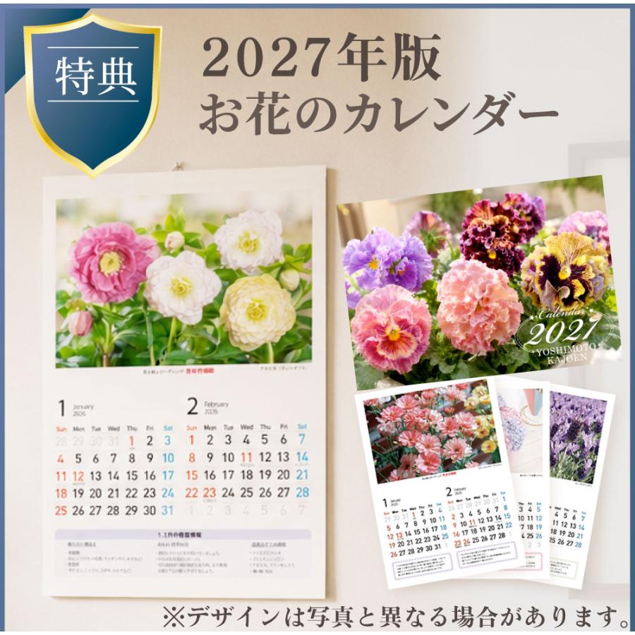 吉本花城園 爆買 敬老の日 花 プレゼント ギフト アザレア 鉢花 鉢植え