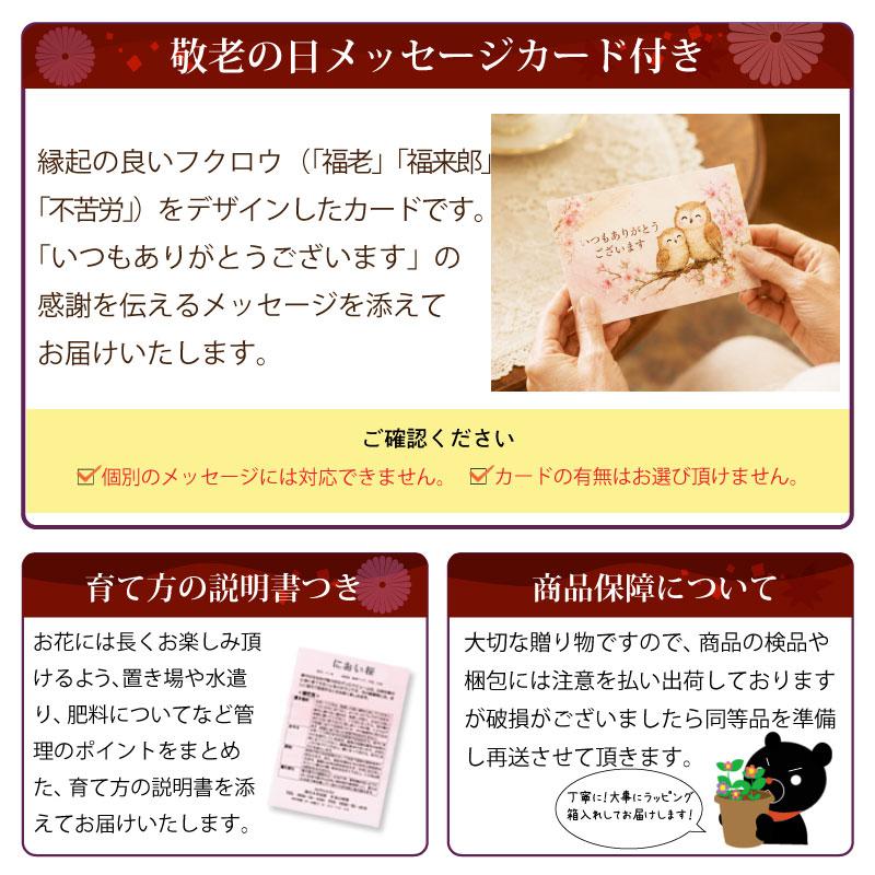 吉本花城園 敬老の日 花 プレゼント ギフト アザレア 鉢花 鉢植え 生花