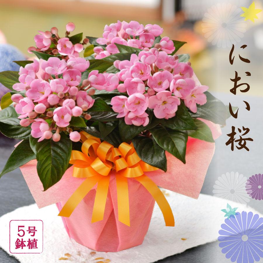 吉本花城園 におい桜 かおり桜 鉢花 鉢植え 生花 花 プレゼント ギフト