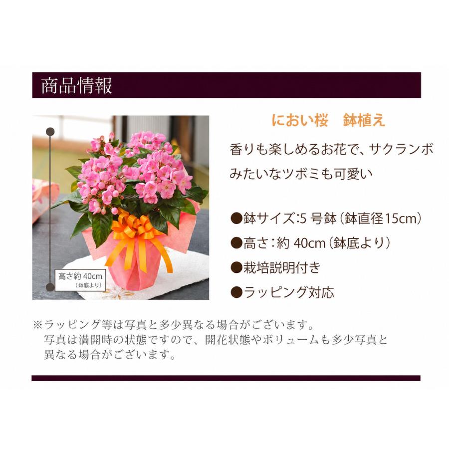 吉本花城園 遅れてゴメンね 敬老の日 2026 花 ギフト におい桜 5号