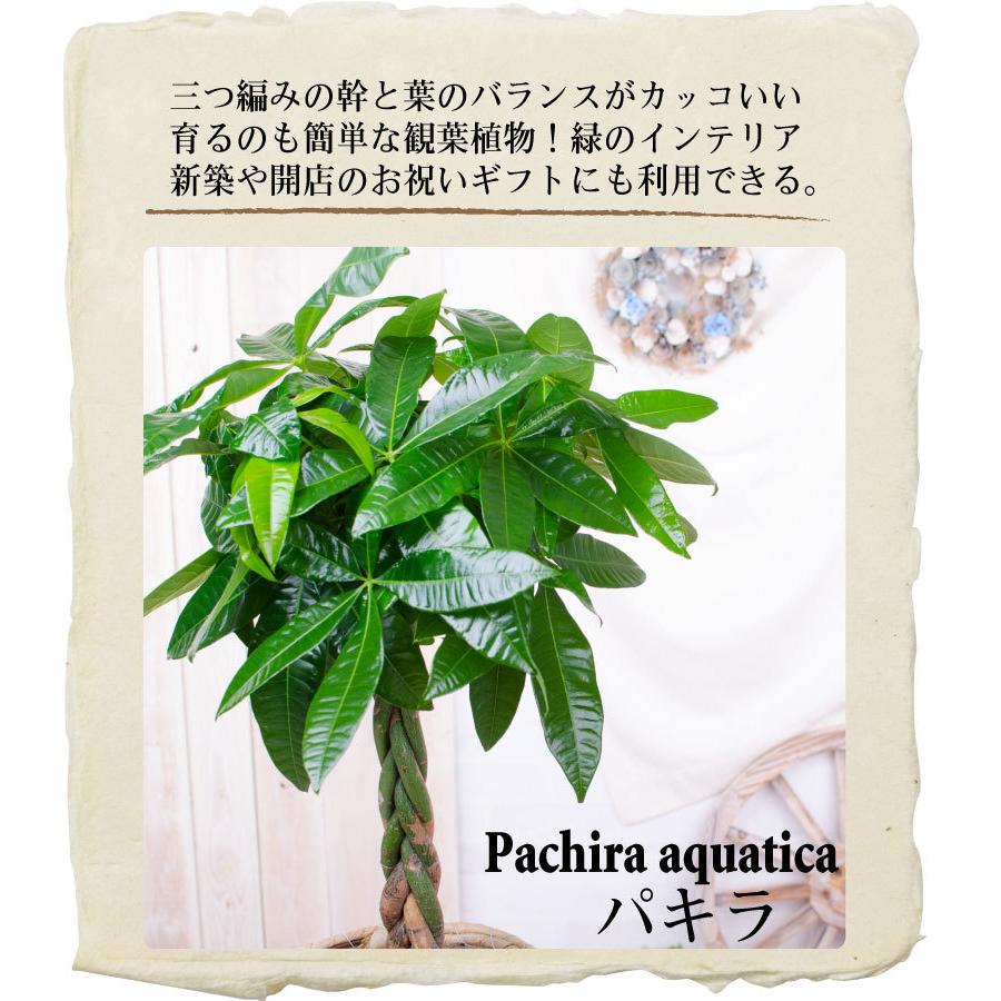 吉本花城園 観葉植物 パキラ 幸福の木 ドラセナ 7号 大型 観葉 ギフト
