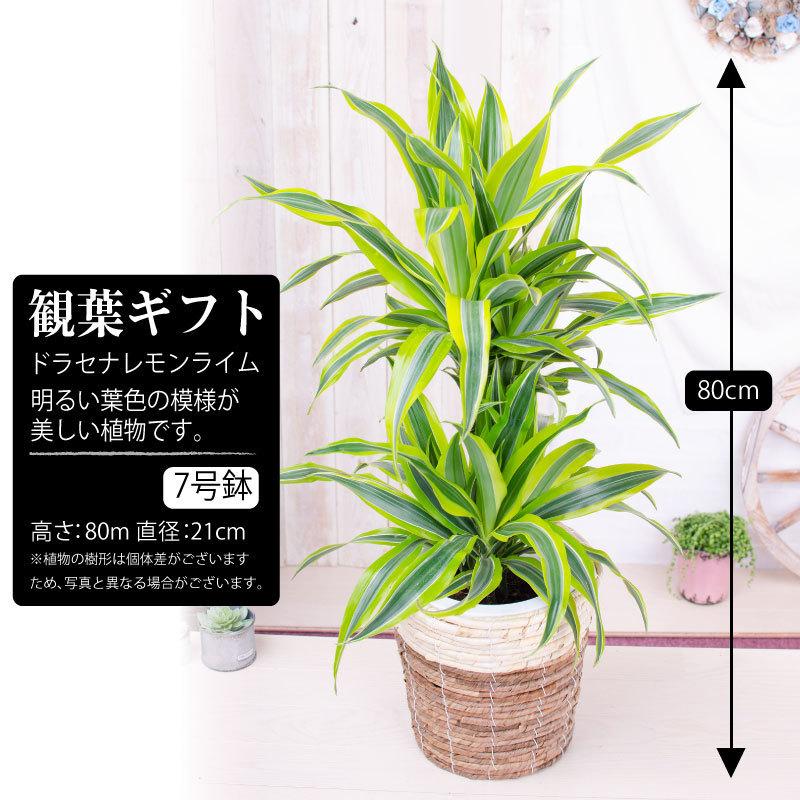 吉本花城園 観葉植物 パキラ 幸福の木 大型 ドラセナ 観葉