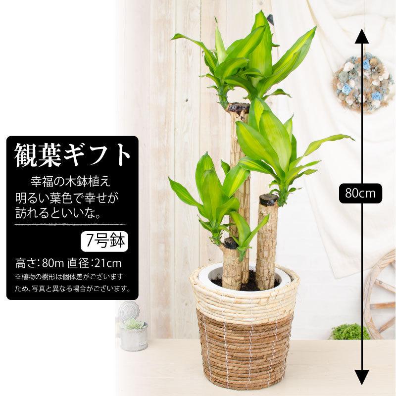 吉本花城園 観葉植物 パキラ 幸福の木 大型 ドラセナ 観葉