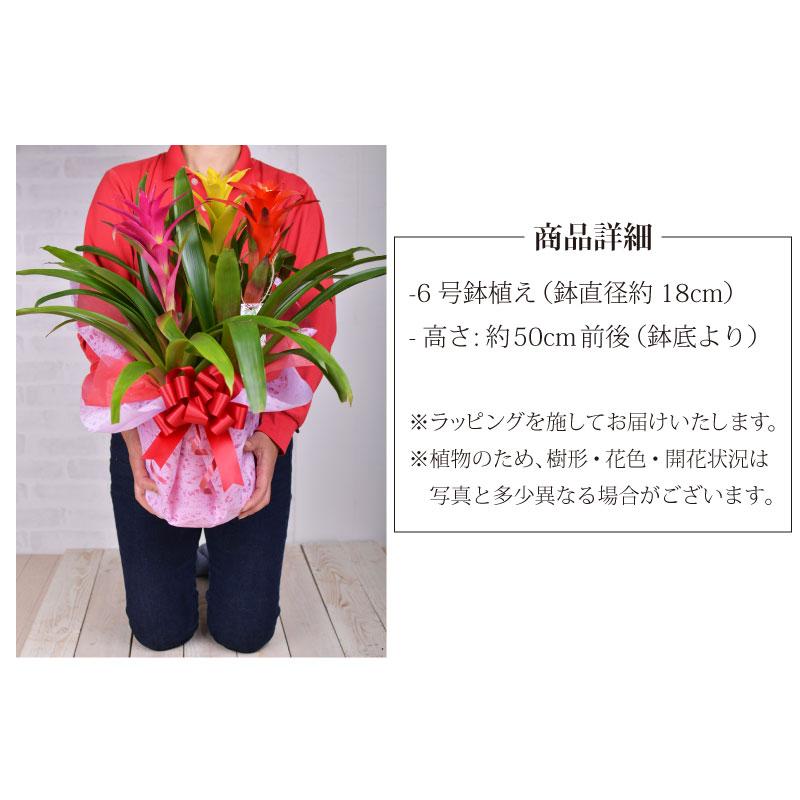 吉本花城園 観葉植物ギフト グズマニア 3色 鉢植え6号鉢 開業・開店